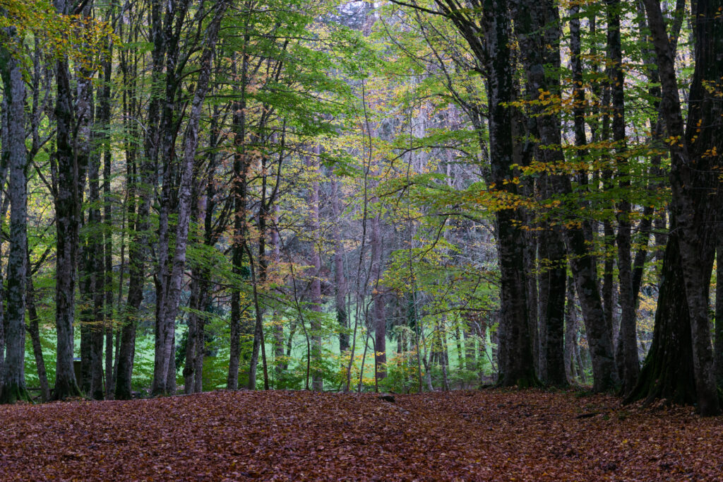 Faggeta secolare della Foresta Umbra, cuore verde del Parco Nazionale del Gargano